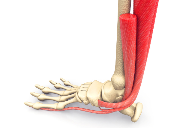 足部の骨と筋肉